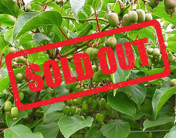 Hardy Kiwi Issai Pre-Sale | Gardens For Life