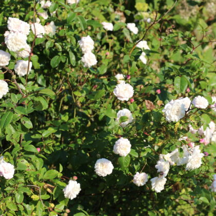 White Bush Rose with a hint of Pink