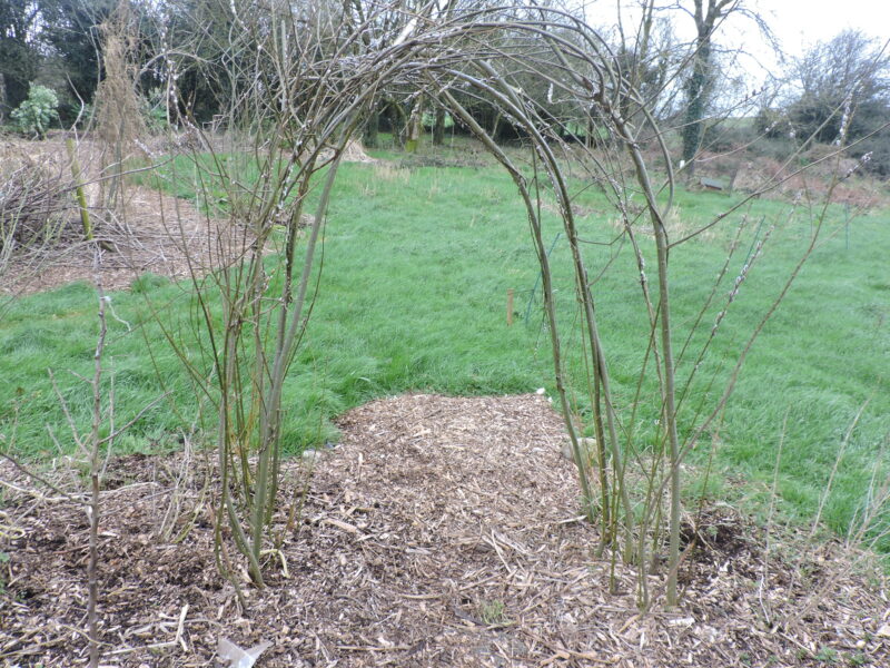 Willow Shelterbelt Pruning & Coppicing Workshop - Image 12