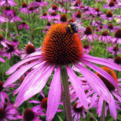 Echinacea (Sold out)