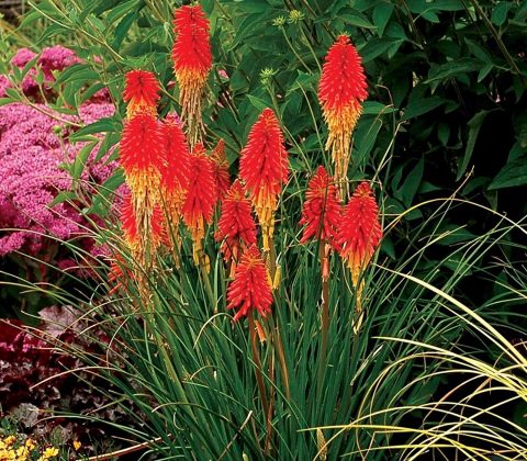 red hot pokers | Gardens for Life