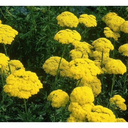 Yarrow Cloth of Gold