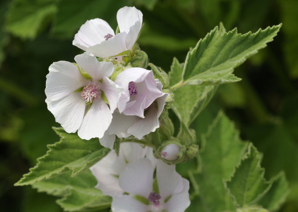 Common marsh mallow plant Gardens For Life