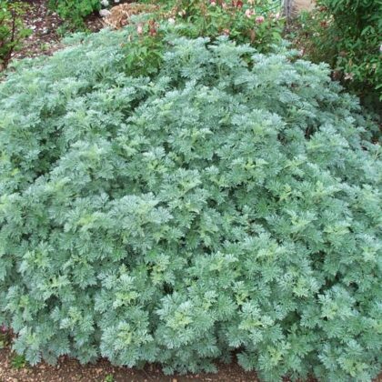 Wormwood