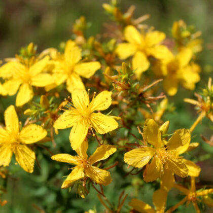 St Johns Wort