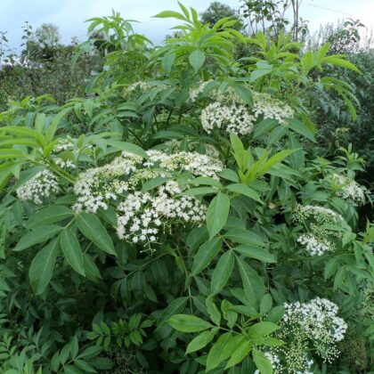 American Elder