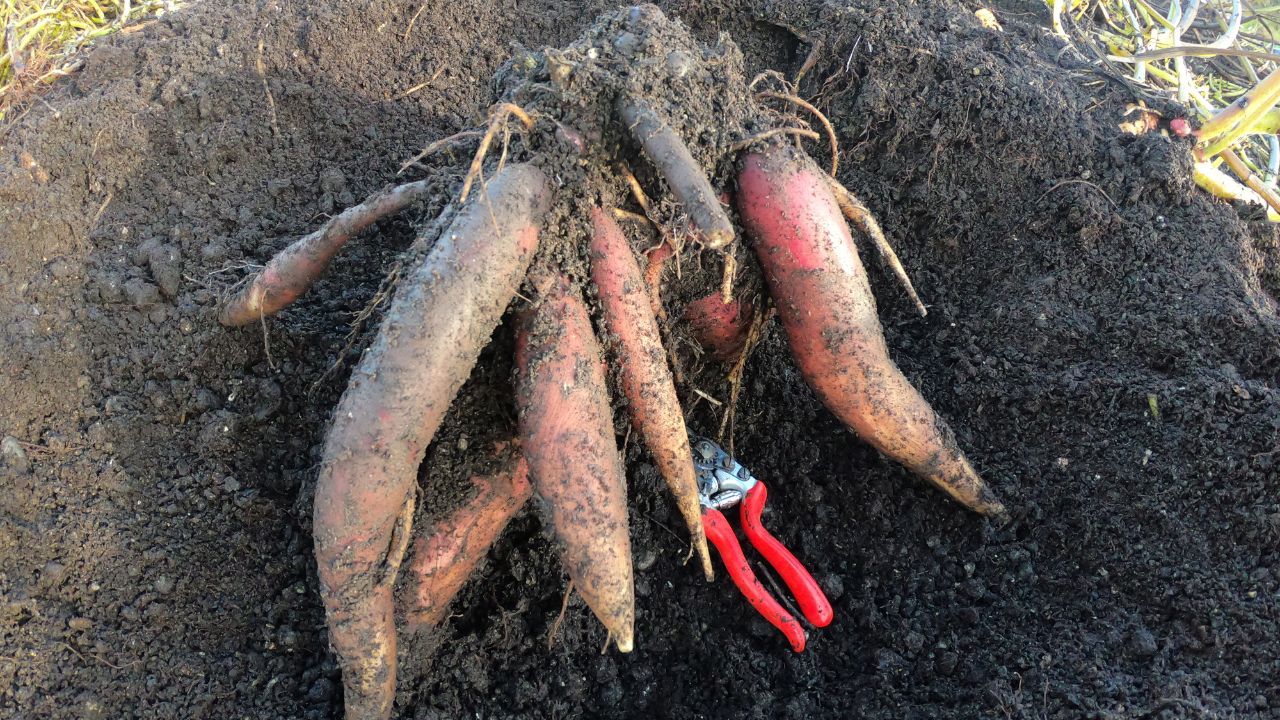 Yacon Tubers (for planting) – Gardens for Life