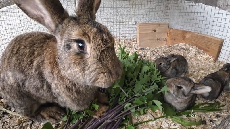 Super Cute Baby Rabbits Eating Greens for the First Time – Gardens for Life