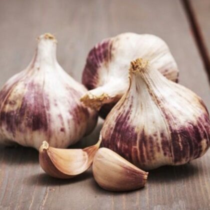 Garlic Germidour