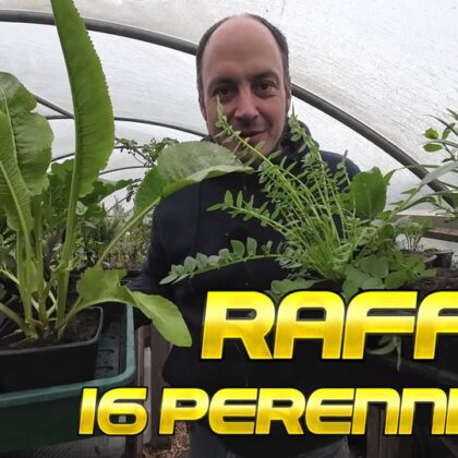 Raffle for 16 Perennial Plants