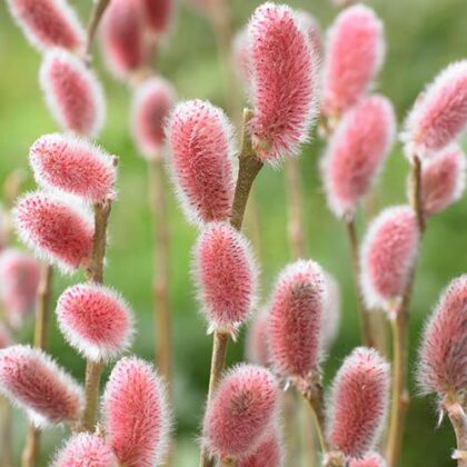 Japanese Pink Willow (Mount Aso)