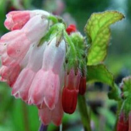 Comfrey Pink