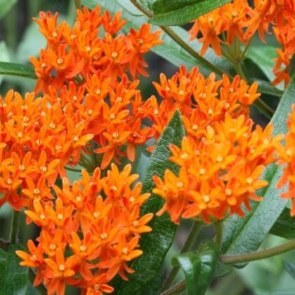 Butterfly milkweed / Pleurisy Root (Sold out)