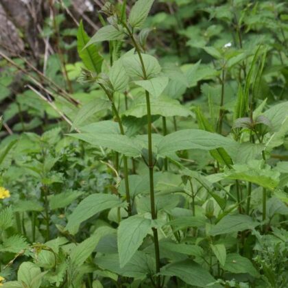 Figwort