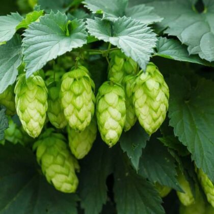 Hops