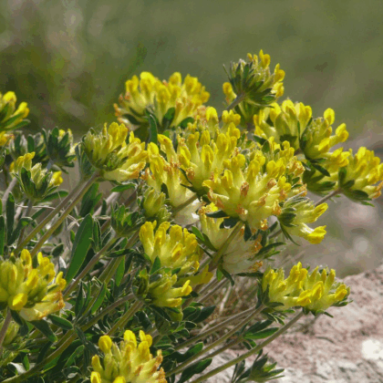 Kidney Vetch