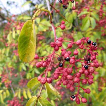 Szechuan Pepper / Prickly Ash