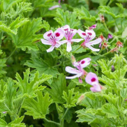 Lemon Scented Geranium (Sold out)