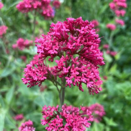 Red Valerian (Sold out)