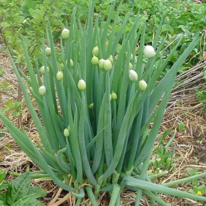Welsh Onion