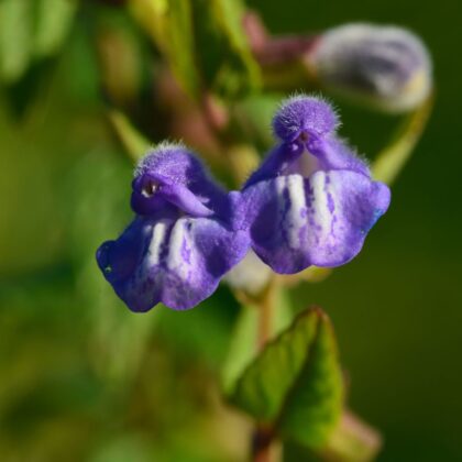 Blue Skullcap