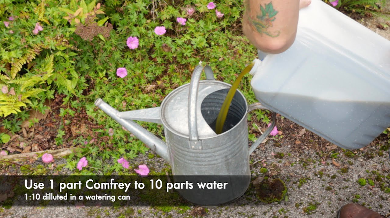 Pure Dried Comfrey Powder for Compost Tea - Image 3