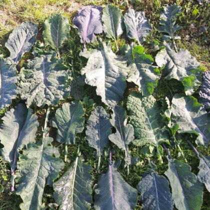 Homesteaders Kaleidoscopic Kale