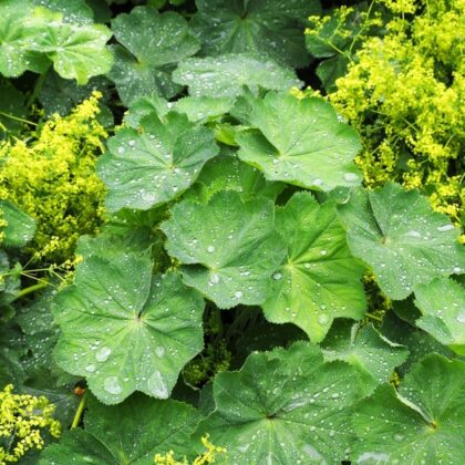 Alchemilla - Lady's mantle