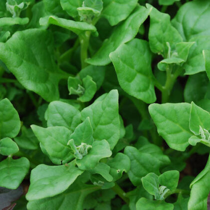 New Zealand Spinach (Available)