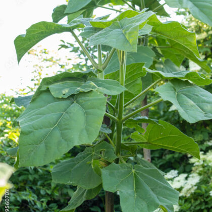 Paulownia - Foxglove Tree (Sold out)