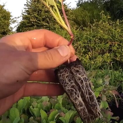 Perennial Veg Plug Mix