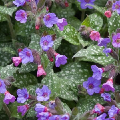 Lungwort