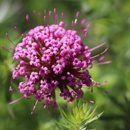 Rose Woodruff