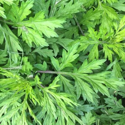 Yomogi - Japanese Mugwort