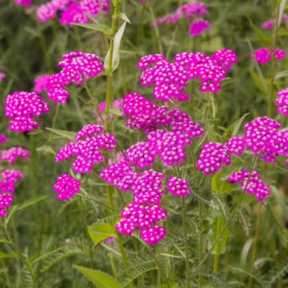 Yarrow Cerise Queen