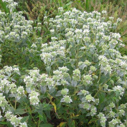 American Mountain Mint