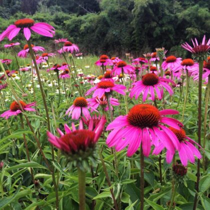 Echinacea Ruby Star