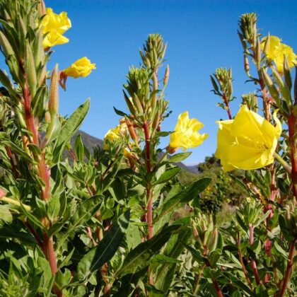 Evening Primrose (Limited)