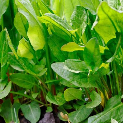 Garden Sorrel