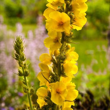 Mullein Denseflower
