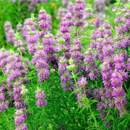 Lemon Bee Balm - Bergamont