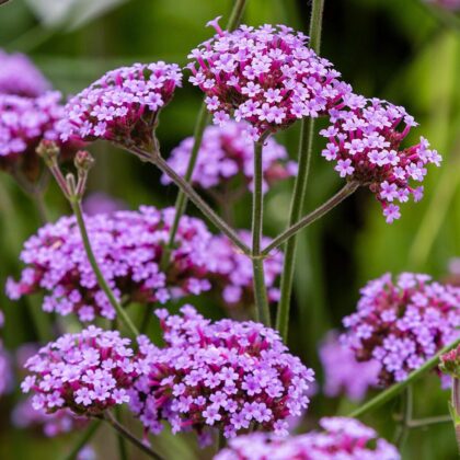 Vervain Purpletop