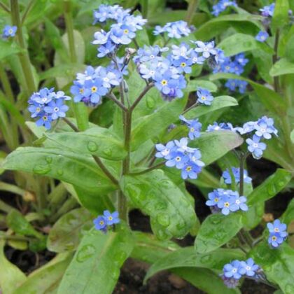 Woodland forget me not